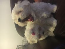 Beautiful,stunning Maltese Pups For Sale Male and a Female. Image eClassifieds4u 2