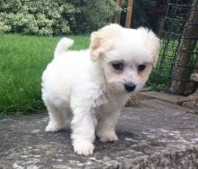 Beautiful,stunning Maltese Pups For Sale Male and a Female. Image eClassifieds4u 1