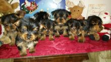 Home raised Yorkie puppies for re-homing Image eClassifieds4U