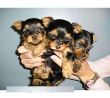 Yorkie Puppies Available Now Image eClassifieds4U