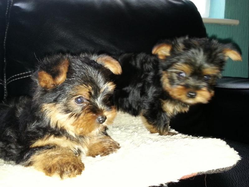 Purebred Tiny Yorkie Puppies Image eClassifieds4u