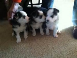 Siberian Husky for Stud Only - Image eClassifieds4u