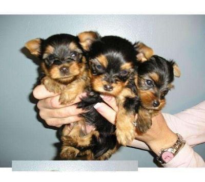 Yorkie Puppies Available Now Image eClassifieds4u