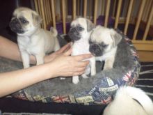 Beautiful Chunky Show Quality Pug Pups For Sale(952) 333-1149