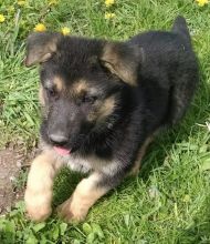 German shepherd puppies for sale