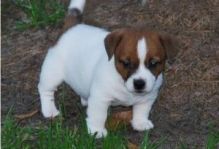 Healthy Male and female jack russell Puppies For Adoption