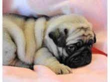 Male and Female Pug Puppies for Adoption! (973) 346-2587