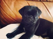 Pug Puppys(952) 333-1149