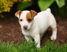 Two Jack Russell Pups for Adoption