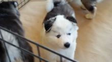 well traided siberian husky puppies for rehoming