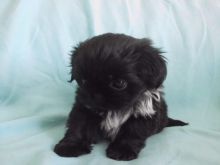 Black/white And 1 Black Shih Tzu Puppies Ready Now(952) 333-1149