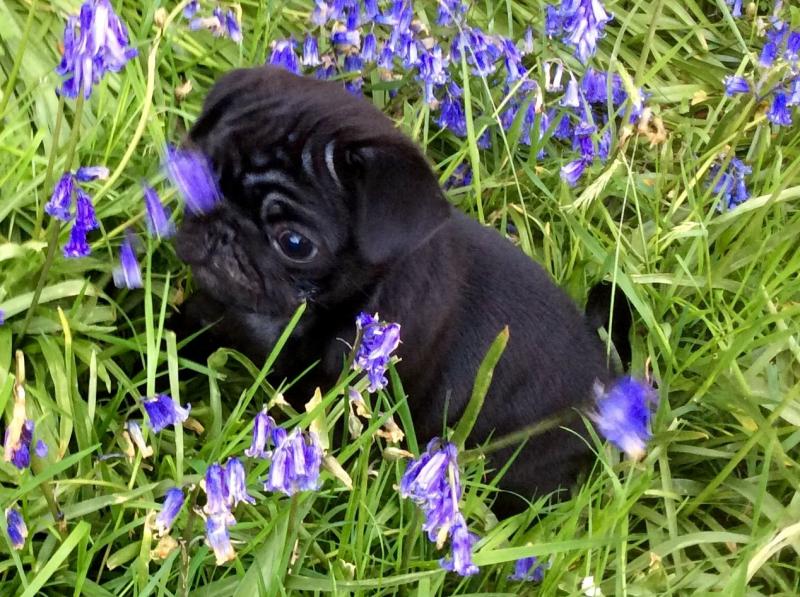 Adorable Pugs Image eClassifieds4u