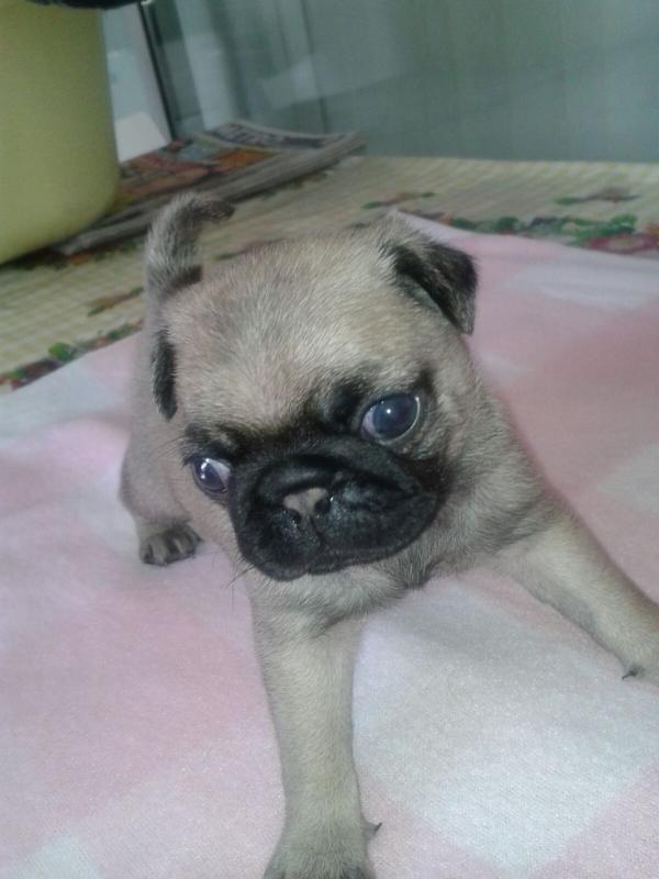 Adorable Pugs Image eClassifieds4u