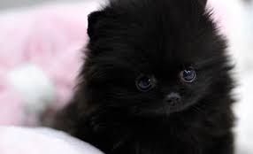 cute pomarenian puppies Image eClassifieds4u