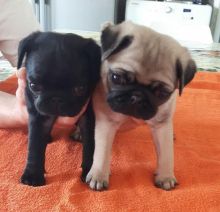 Pde Clear 2boys/ 1girl Left For Reservation(952) 333-1149 Image eClassifieds4U