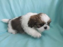 *proven* Male Shih Tzu For Stud Image eClassifieds4u 1