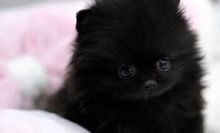 cute pomarenian puppies Image eClassifieds4U