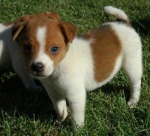 LOVELY AND ADORABLE JACK RUSSEL PUPPIES FOR FREE ADOPTION.GET BACK TO ME WITH YOUR PHONE NUMBER Image eClassifieds4u 3