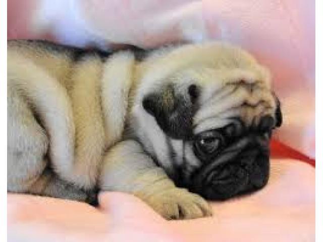 Male and Female Pug Puppies for Adoption! (973) 346-2587 Image eClassifieds4u