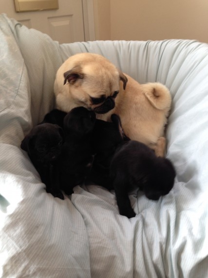 Pug Puppys(952) 333-1149 Image eClassifieds4u