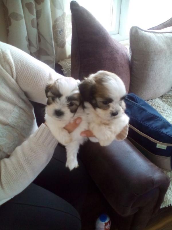 Shih Tzu Girl Chocolate And White Image eClassifieds4u