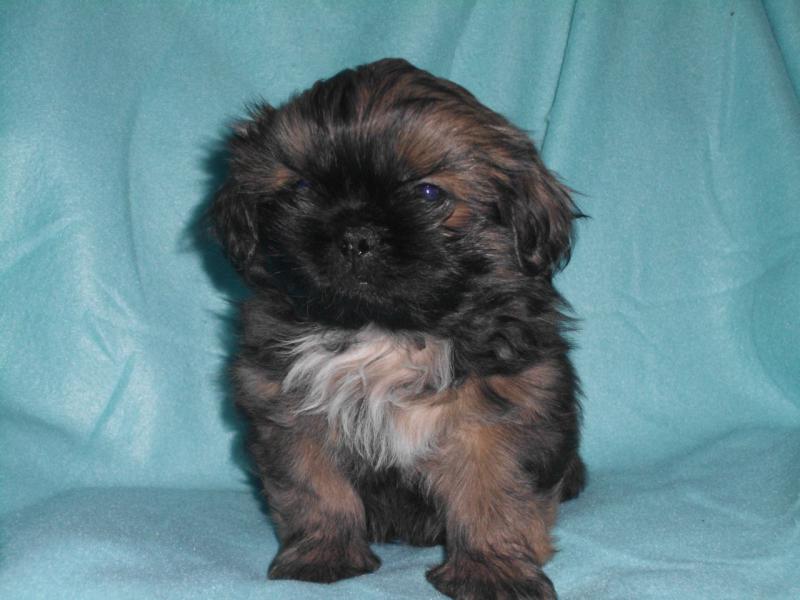 Stunning Kc Reg Shih Tzu Puppies(952) 333-1149 Image eClassifieds4u