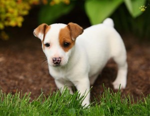 Two Jack Russell Pups for Adoption Image eClassifieds4u