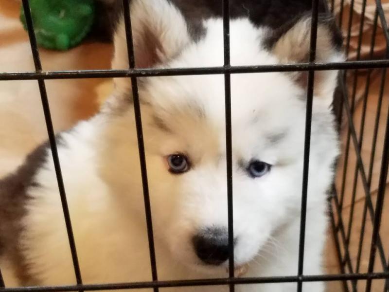 well traided siberian husky puppies for rehoming Image eClassifieds4u