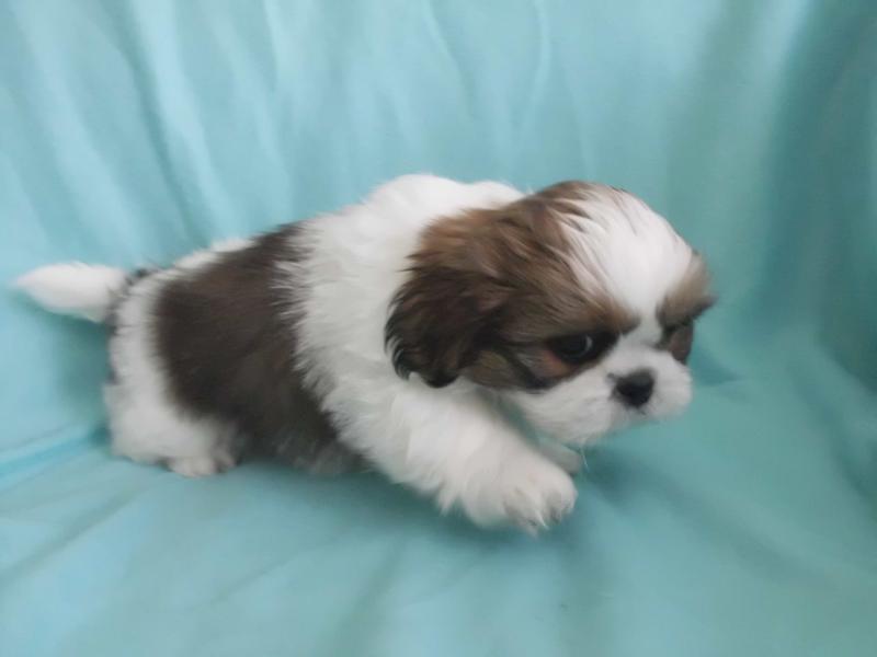 Black/white And 1 Black Shih Tzu Puppies Ready Now(952) 333-1149 Image eClassifieds4u