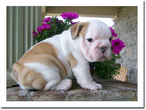 Unambiguous Male and female English Bulldog Puppies Image eClassifieds4u