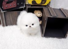 Micro Tiny Pomeranian Puppies .