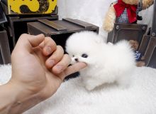 Miniature Pomeranian Puppies