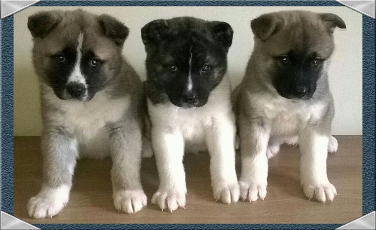 Last Tiny White And Cream Chihuahua text at (402) 277-8914)) Image eClassifieds4u