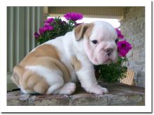 Unambiguous Male and female English Bulldog Puppies Image eClassifieds4U