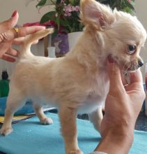 Last Tiny White And Cream Chihuahua text at (402) 277-8914)) Image eClassifieds4u 3