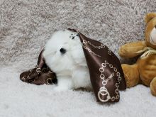 Micro Tiny Pomeranian Puppies . Image eClassifieds4u 3