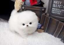 Miniature Pomeranian Puppies Image eClassifieds4u 2