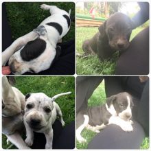 PUPPIES Image eClassifieds4u 1