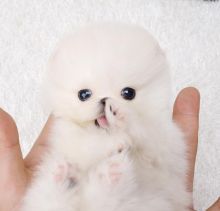Teacup Pomeranian Baby Puppies. Image eClassifieds4u 1