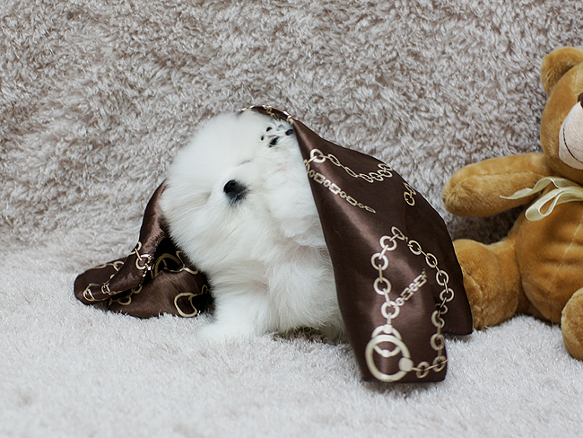 Micro Tiny Pomeranian Puppies . Image eClassifieds4u