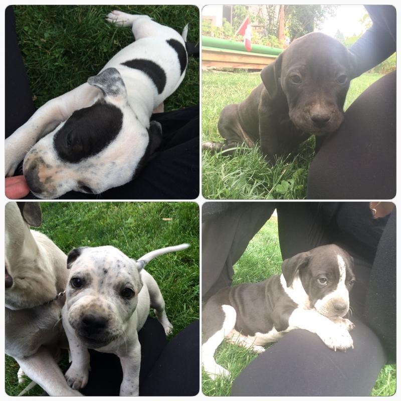 PUPPIES Image eClassifieds4u