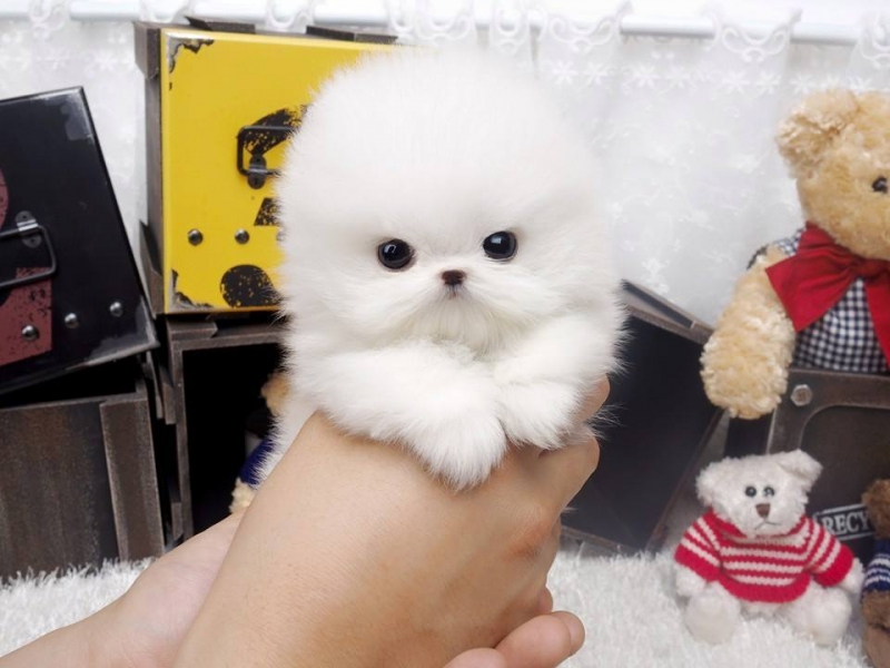 Teacup Pomeranian Baby Puppies. Image eClassifieds4u