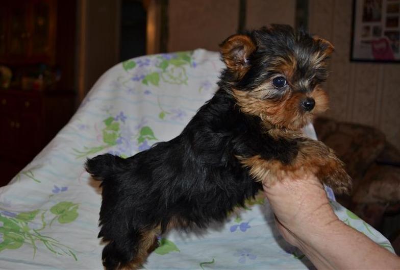 Active Yorkshire Terrier puppies Now Ready Image eClassifieds4u