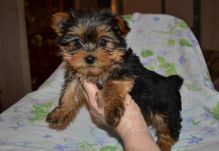 Active Yorkshire Terrier puppies Now Ready