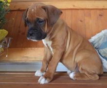 Unaffected Male and Female Boxer puppies