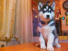 Siberian Husky Puppies for Adoption