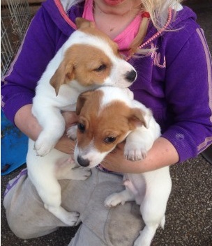 Micro Chippe Jack Russell Puppys Image eClassifieds4u