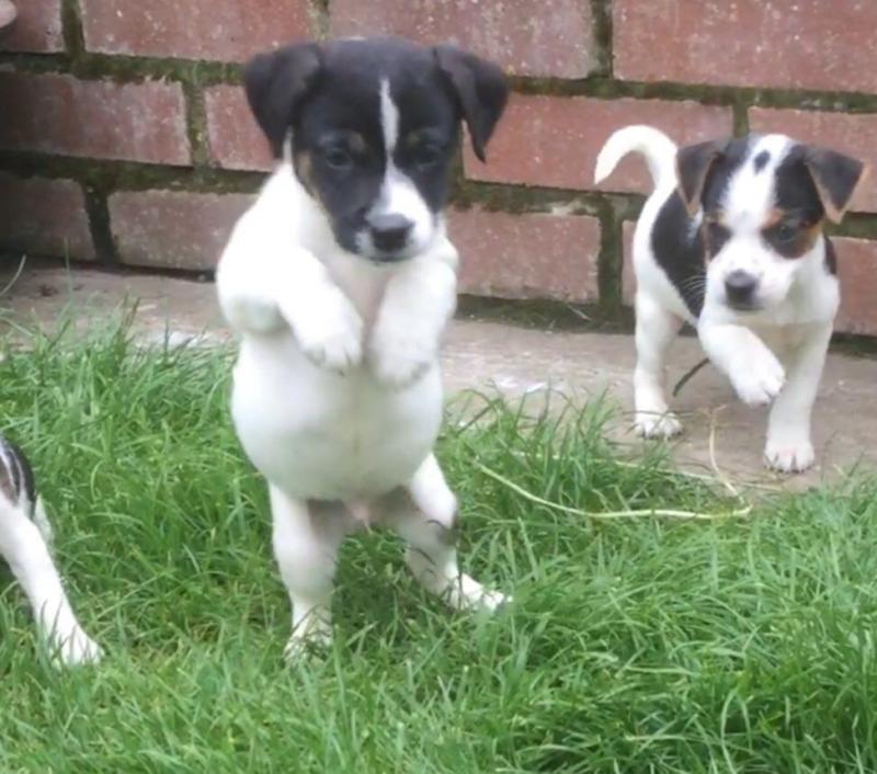 Micro Chippe Jack Russell Puppys Image eClassifieds4u