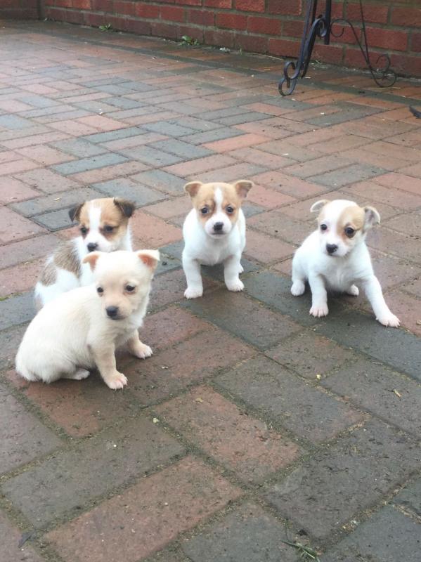 Micro Chippe Jack Russell Puppys Image eClassifieds4u