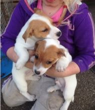 Micro Chippe Jack Russell Puppys Image eClassifieds4u 4